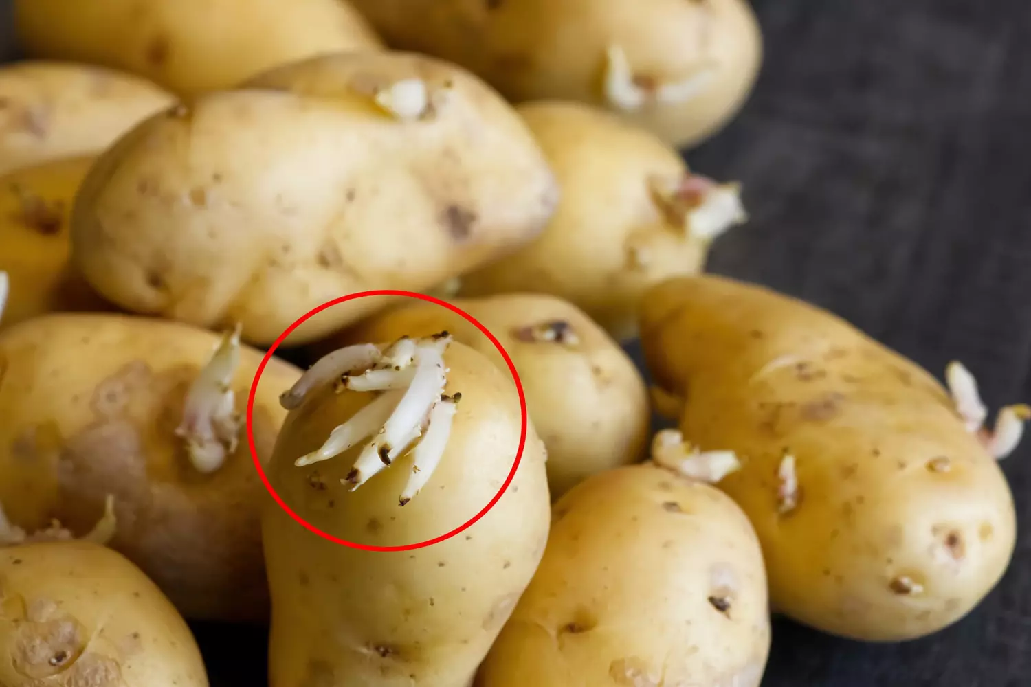 Comment conserver les pommes de terre pour qu&rsquo;elles ne germent pas