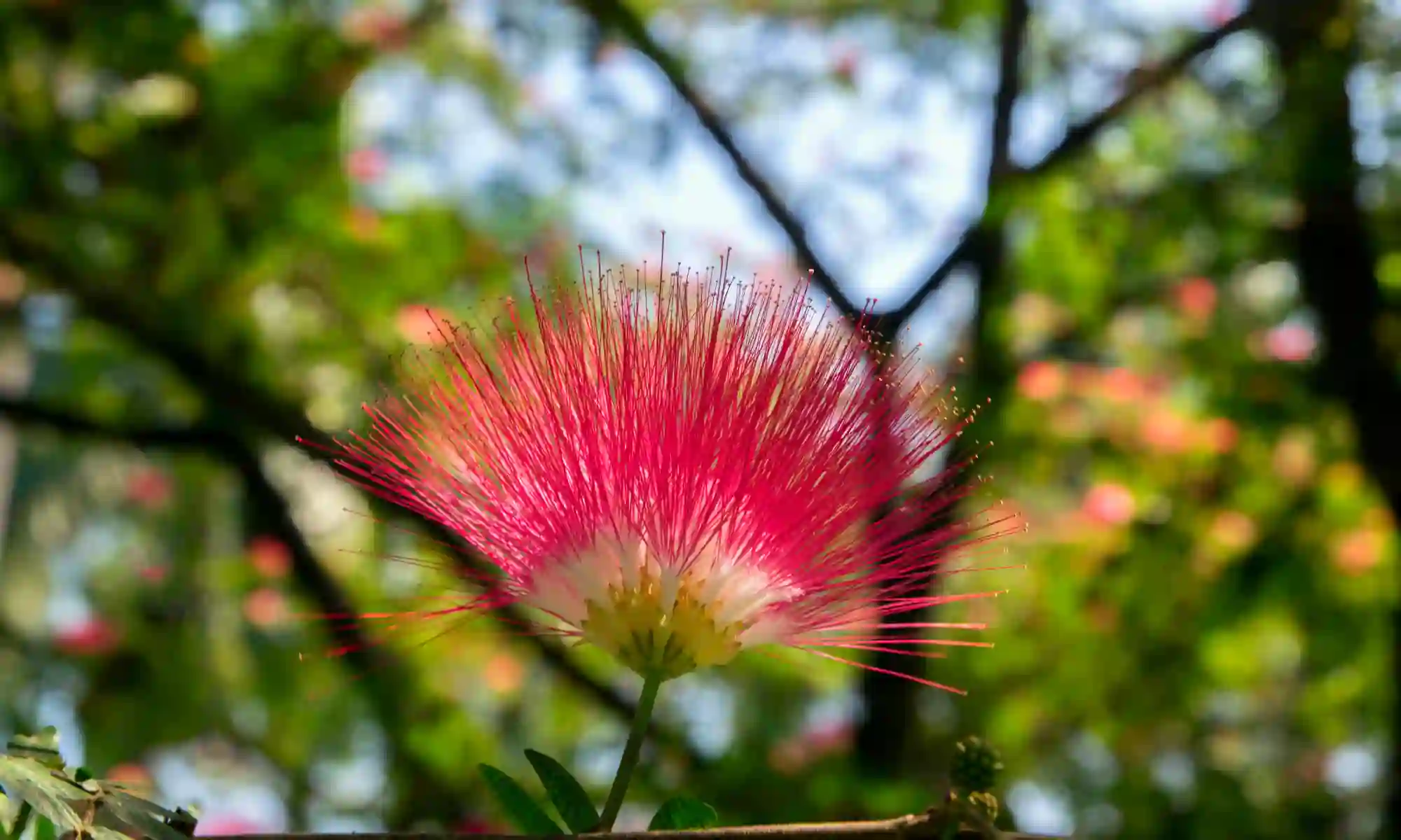 Quels sont les inconvénients de l&rsquo;albizia dans votre jardin ?