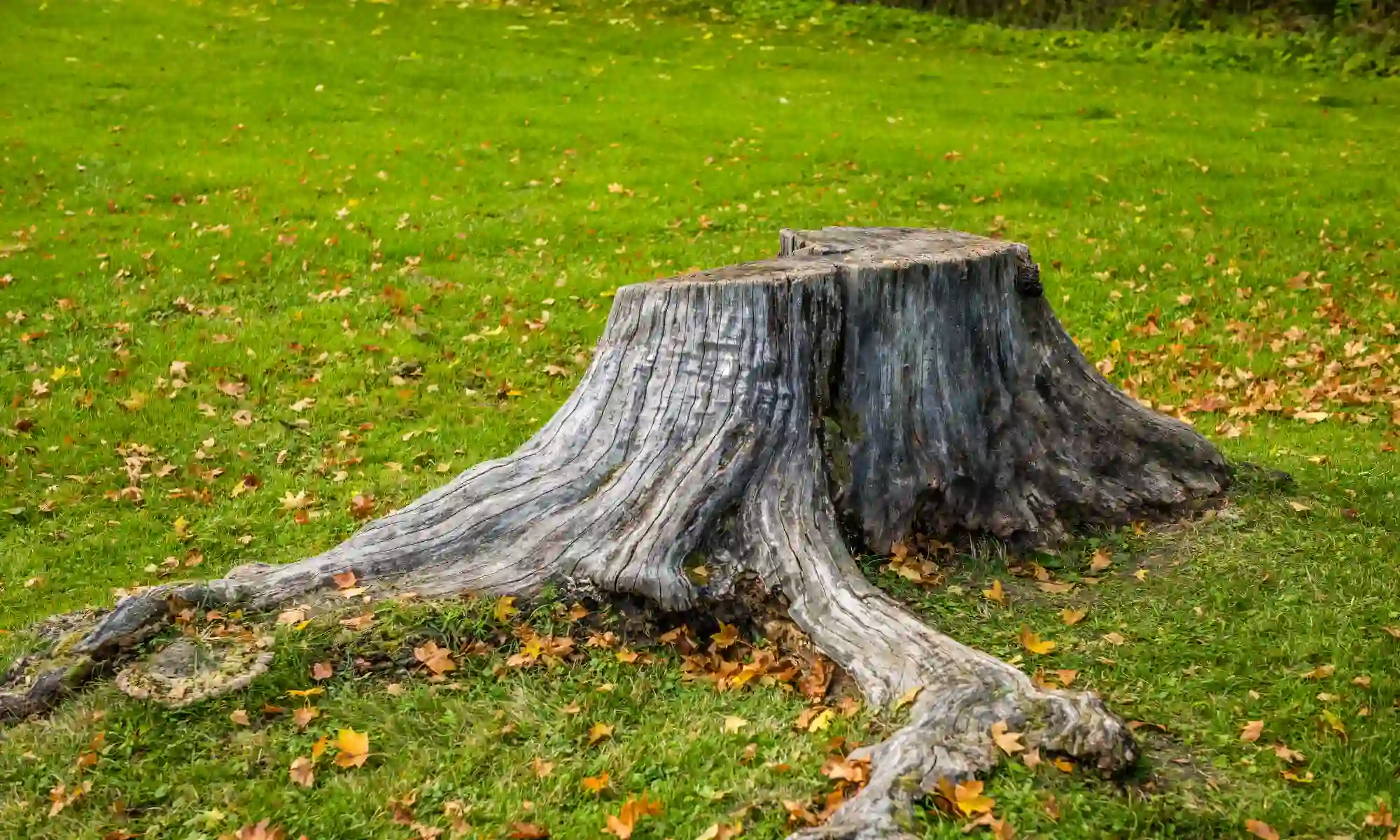 Quels sont les destructeurs de souche très puissants ?