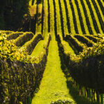 Visiter la Bourgogne en toute sérénité !