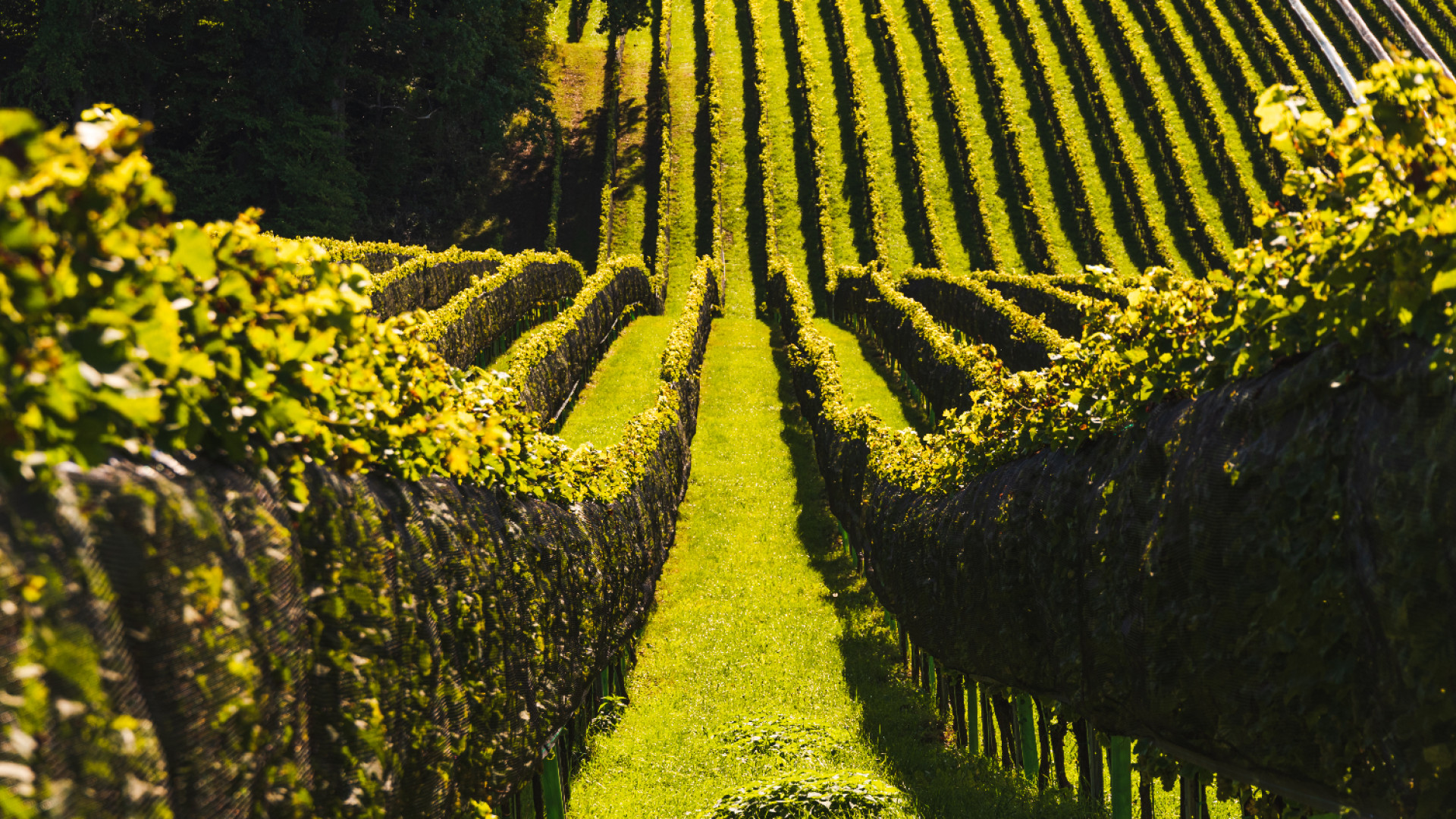 Visiter la Bourgogne en toute sérénité !
