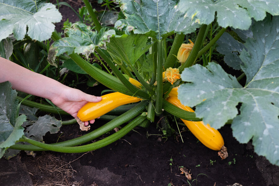 Quelle est la durée de vie d’un plant de courgette