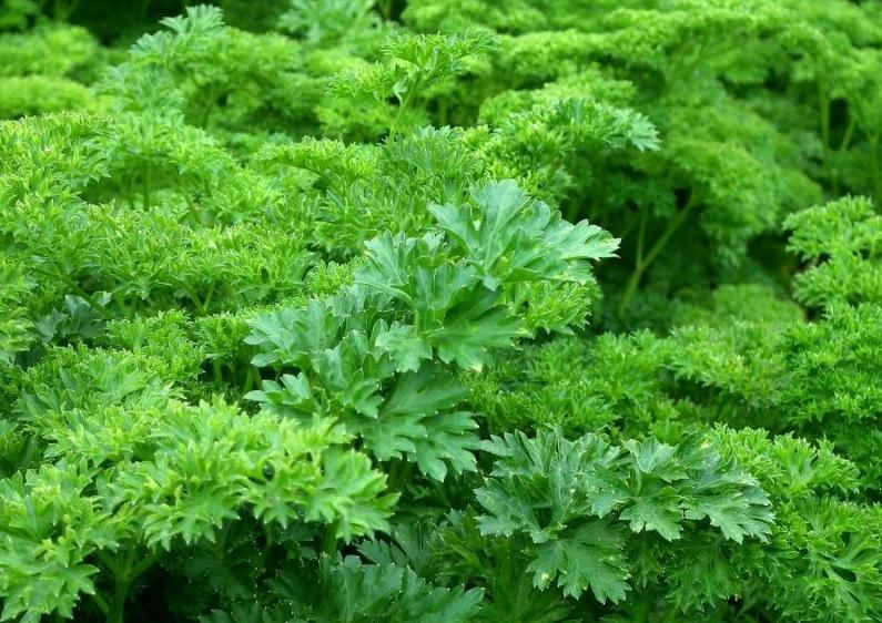 56e5a456e3923fdef8d1005665117839Quelle fréquence de coupe permet d’obtenir un plant de persil toujours fourni