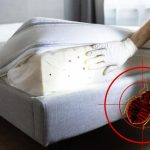 Comment MesNuisibles peut aider à éliminer efficacement les punaises de lit
