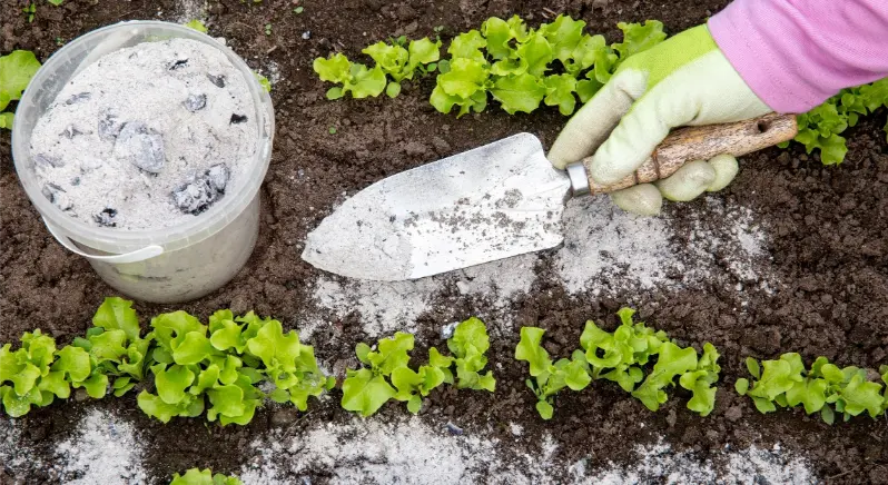 La cendre de bois peut elle vraiment servir de désherbant et comment l’utiliser sans abîmer le sol