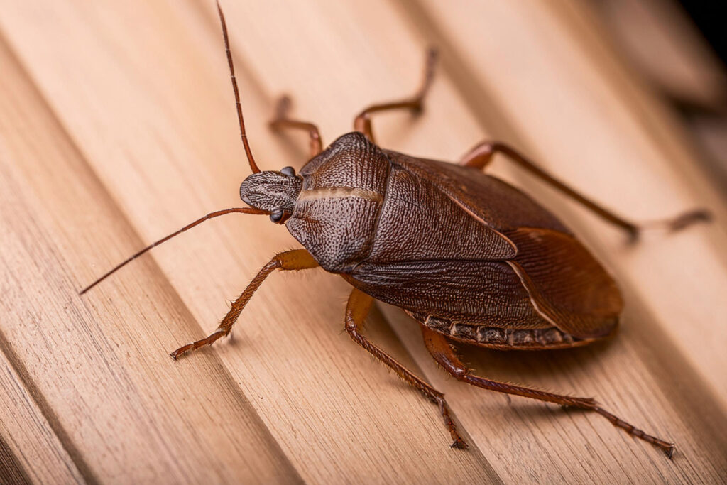 Pourquoi trouve t on des punaises marron dans la maison et que signifient elles