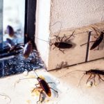 Quelle est la signification de la présence de cafards dans la maison
