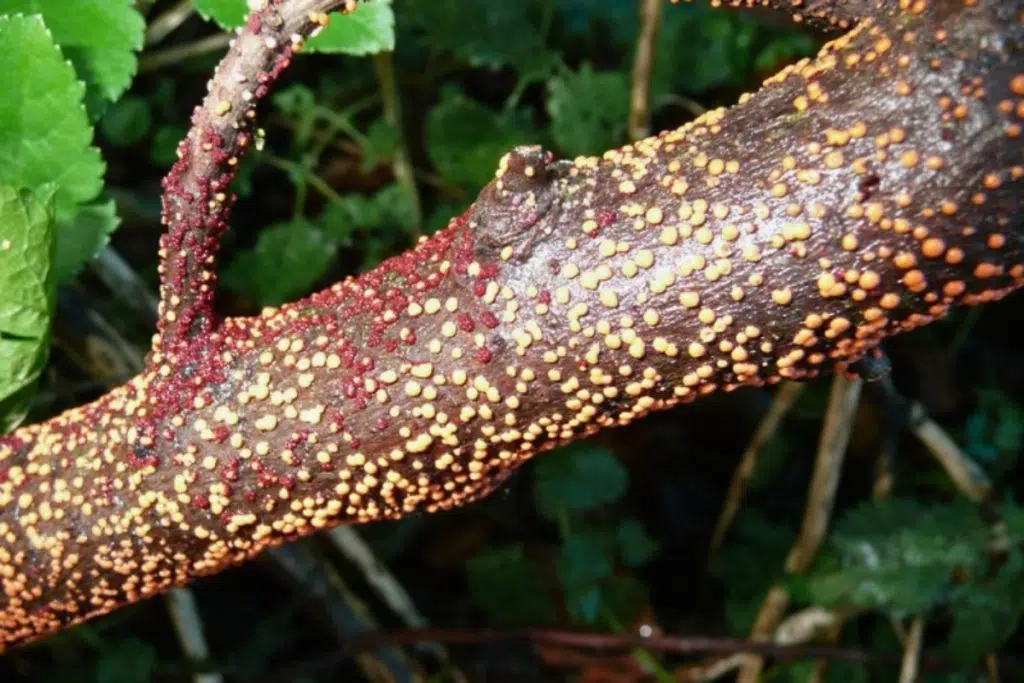 Attire t il des insectes ou des nuisibles gênants
