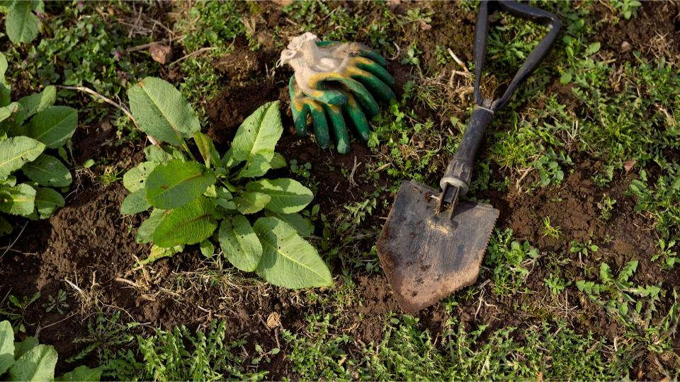 Comment appliquer un désherbant naturel pour atteindre les racines