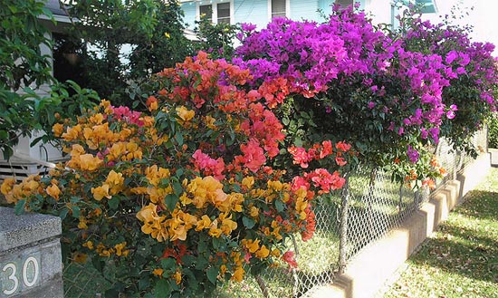 Mon bougainvillier est il trop jeune pour fleurir
