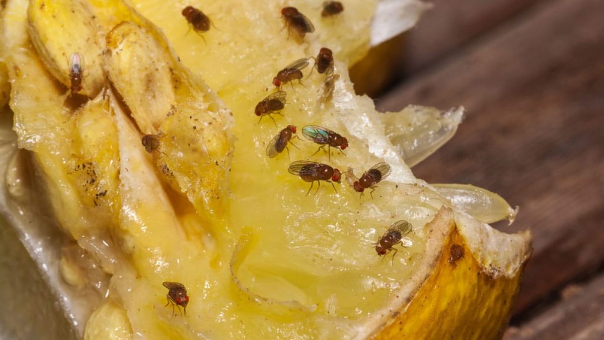 Pourquoi des mouches pondent elles à l’intérieur