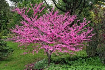 Quels sont les inconvénients de l’arbre de Judée