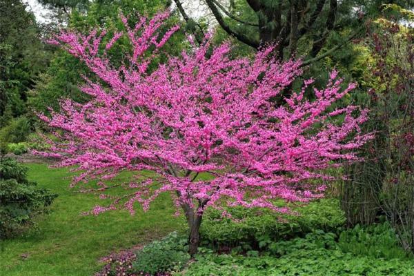 Quels sont les inconvénients de l’arbre de Judée