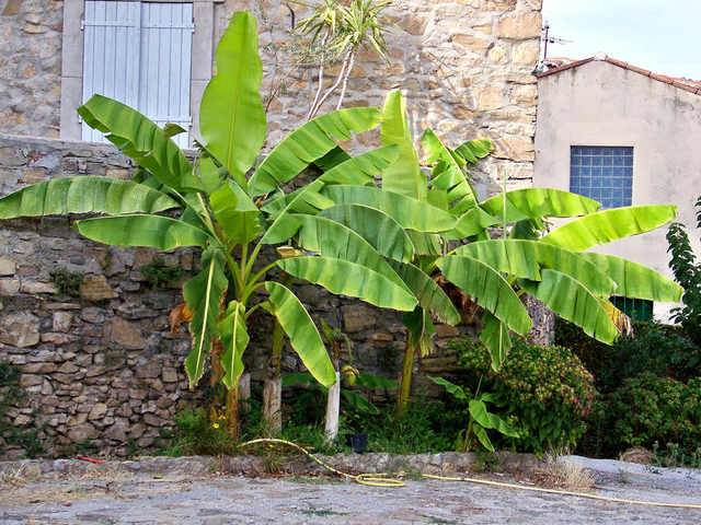 pousser un bananier à partir d'une banane1