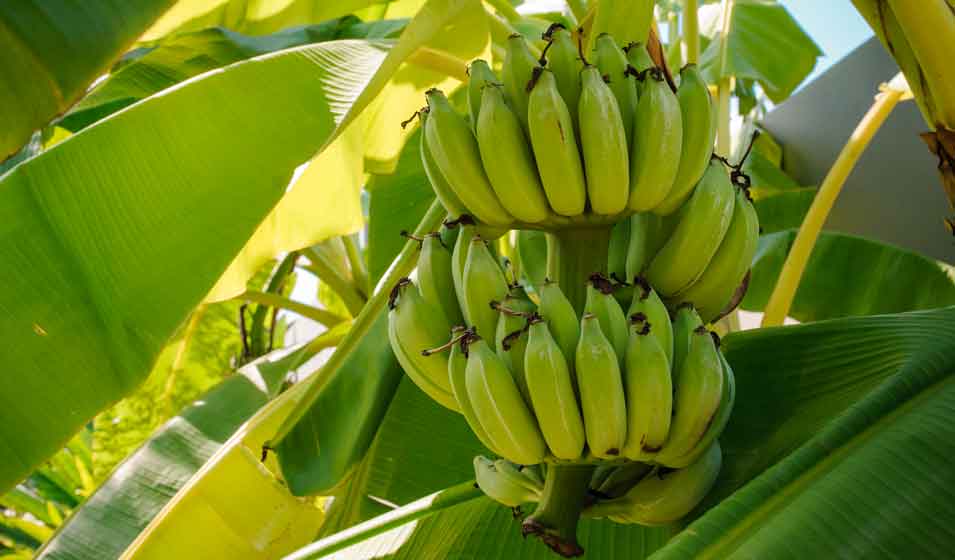 pousser un bananier à partir d'une banane22