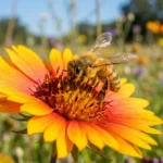 abeille assurance essentiels 594c