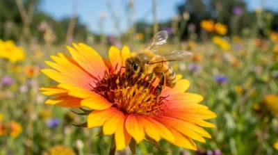 abeille assurance essentiels 594c