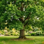 arbre sain jardin paisible 573b