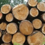 bois de chauffage à 40 euros le stère